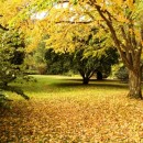 autumn leaves photoshop contest